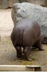 Hippo baby